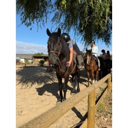 Colonie 100% équitation